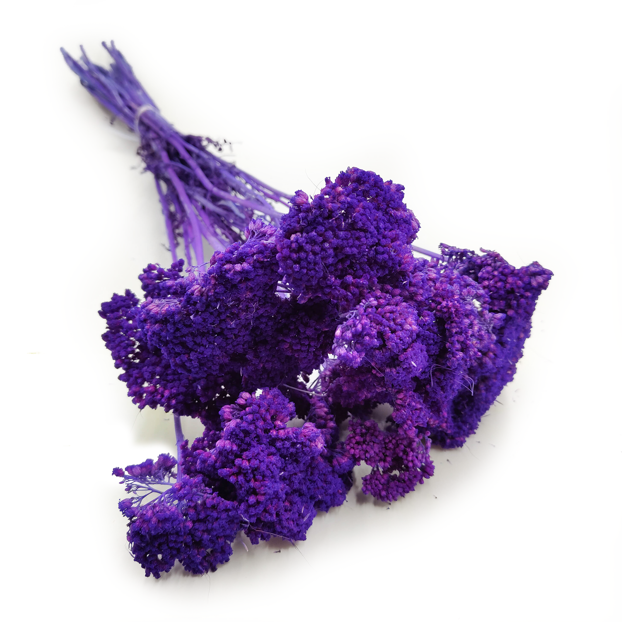 Krwawnik suszony - (Achillea) - Fioletowy