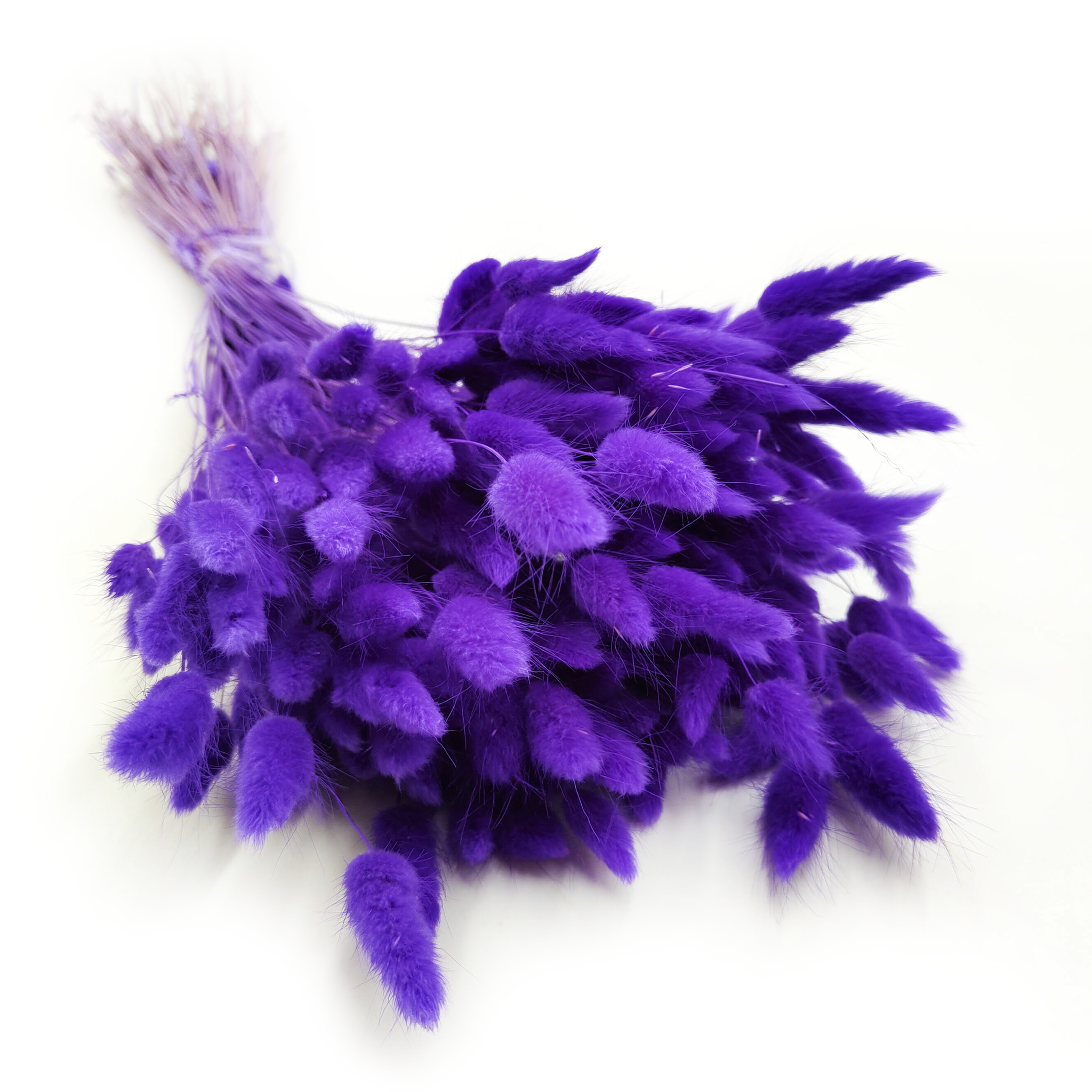 Suszony Lagurus - Dmuszek jajowaty - ultra violet