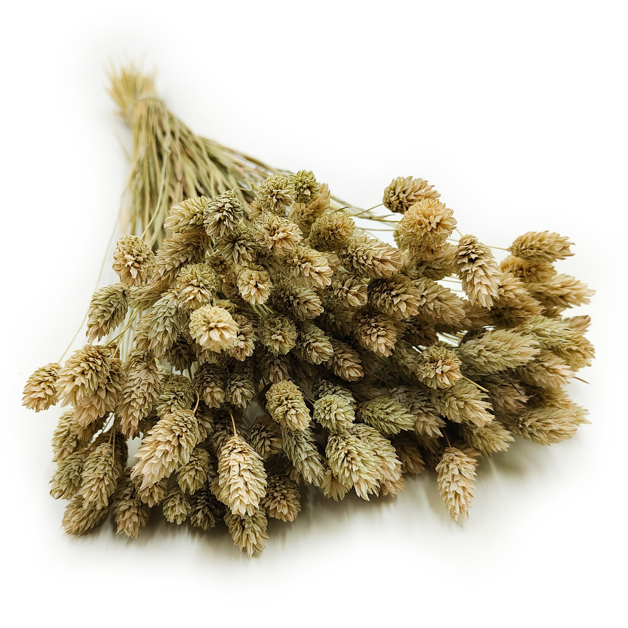 Suszony Phalaris - Kanar - (Mozga kanaryjska) - Naturalny