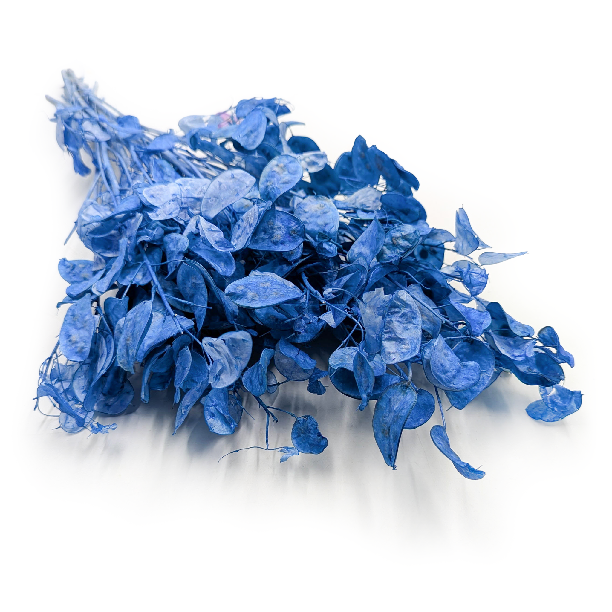 Miesięcznica - (Lunaria Suszona) - Niebieska
