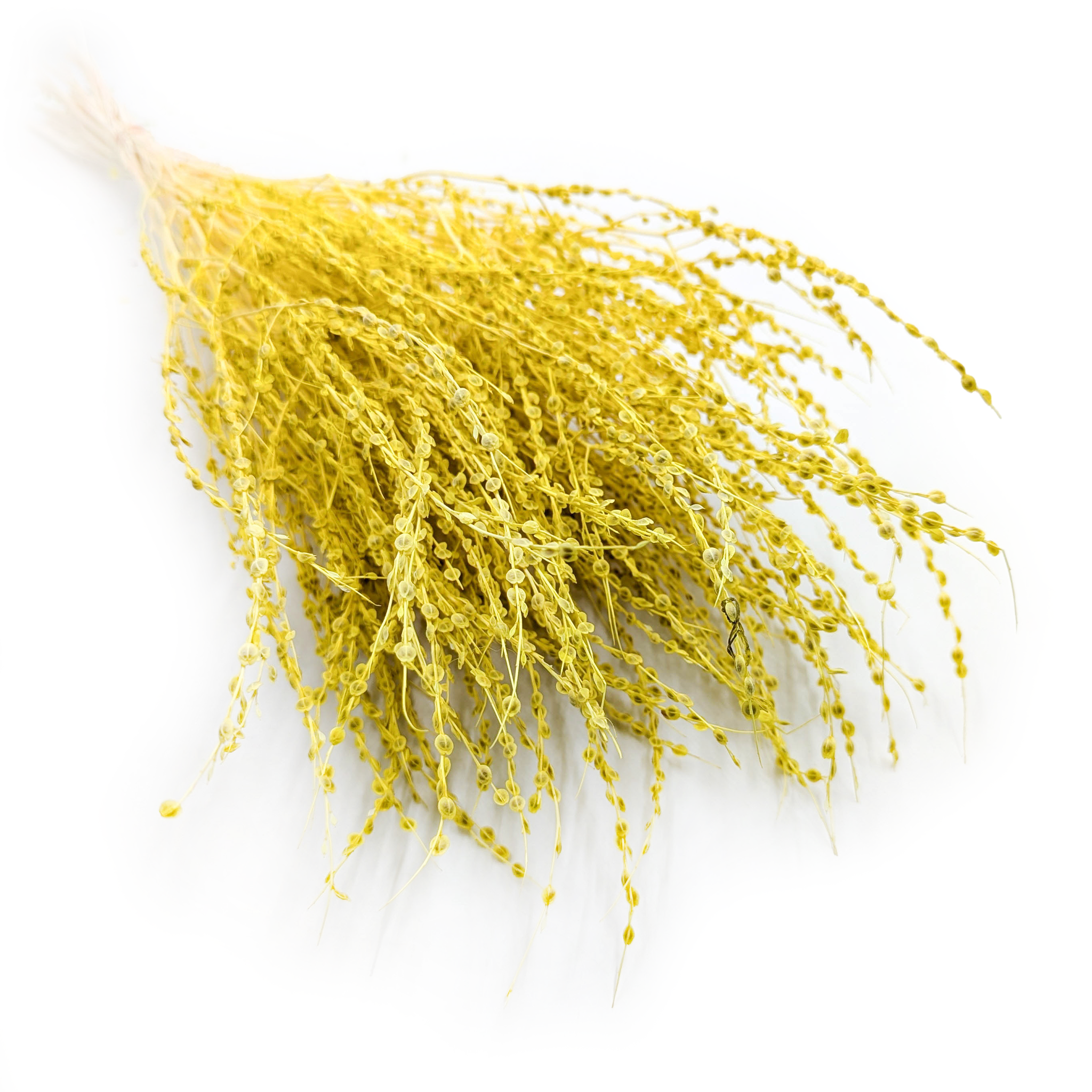 Lepidium (Lepidium sativum) - Żółte