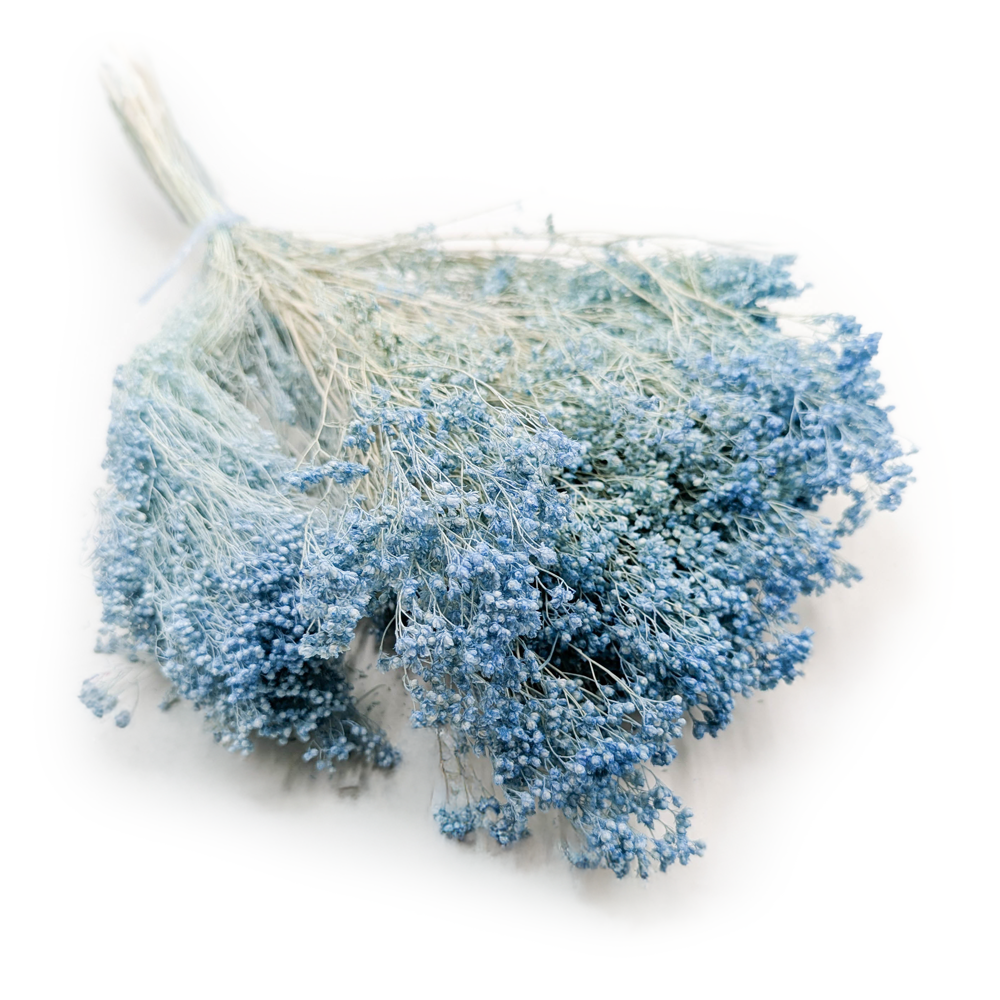 Suszony Broom Bloom - Żarnowiec - Błękitny