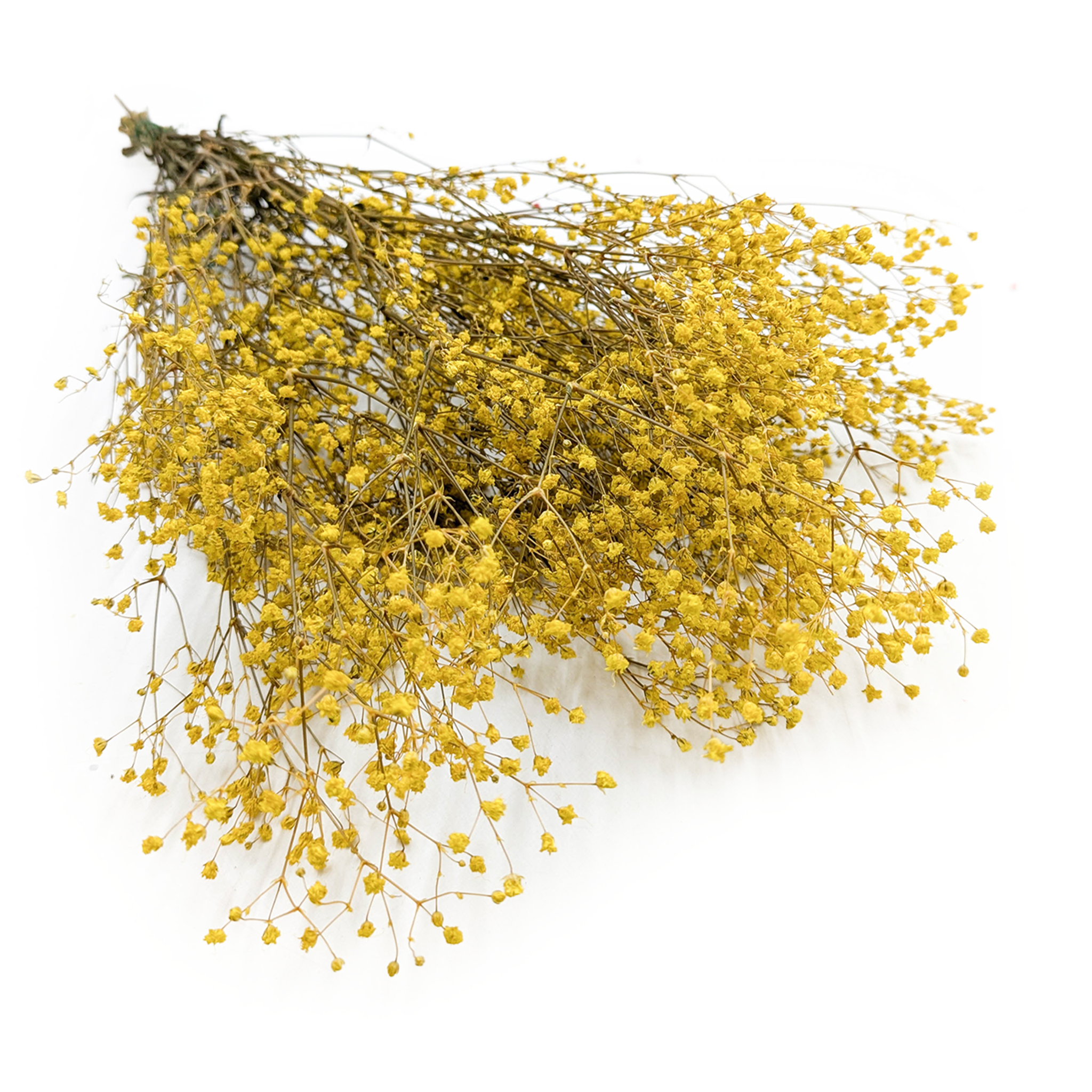 Gipsówka Stabilizowana - (gypsophila) - Pastelowy Żółty