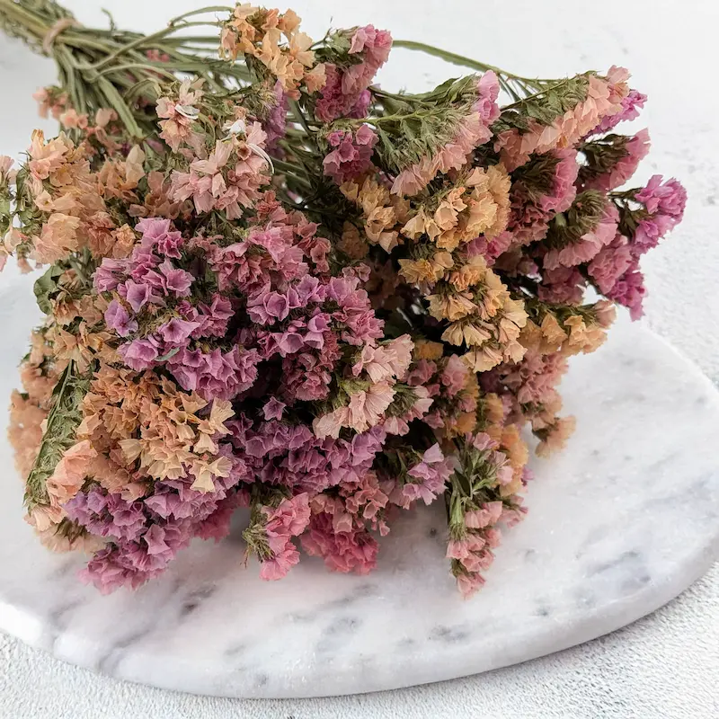 Zatrwian wrębny – kwiat sierpnia i klasyk suszonej florystyki