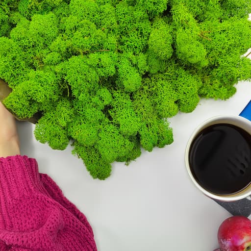 Wyklejanie mchu – jak zacząć? Praktyczne wskazówki i podstawowe zasady