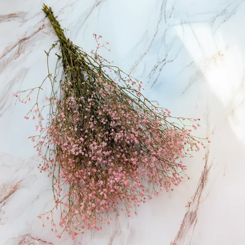 Gipsówka stabilizowana – must-have w świecie dekoracji i florystyki